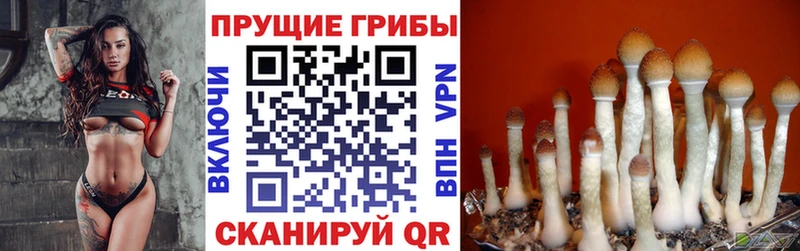 Галлюциногенные грибы Magic Shrooms  Димитровград 